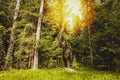 Statue of dinosaur in a forest with tall trees Royalty Free Stock Photo