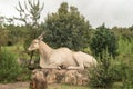 Statue of an eland at Didima at Cathedral Peak