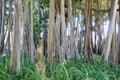 A statue and ficus trees in the John Ringling Museum, sarasota, FL Royalty Free Stock Photo