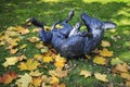 Statue of a frolicking dog lying on its back on the lawn