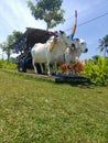 a statue i.e. two more cows carrying a cart behind them. Royalty Free Stock Photo