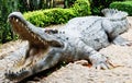 Statue large crocodile