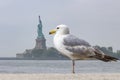 The statue of liberty in New York seems quite small by this Seagull, United States