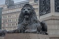 Statue of Lion on Trafalgar Square, on background Big Ben in Lon Royalty Free Stock Photo