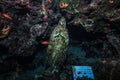 A statue of the Madonna in an underwater cave off Malta Royalty Free Stock Photo