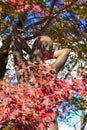 Statue in momijis at Sakurayama Royalty Free Stock Photo