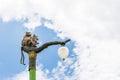Statue of a monkey family on lamp post on blue sky. Royalty Free Stock Photo