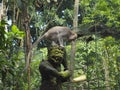 Statue of a monkey god with on his head a macaque trying to recover an ear of corn