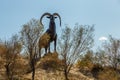 Statue of a mountain sheep, argali, in the steppes of Kazakhstan