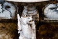 Statue of a neighing horse near a stone bowl. Villa Monastero, Italy Royalty Free Stock Photo