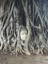 A statue overgrown by a fig tree of which only the face is still visible Royalty Free Stock Photo