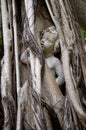 Statue of person trapped in banyon tree Royalty Free Stock Photo