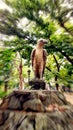 Statue of the Philippine Eagle! Location: Liwasan Bonifacio, Manila Philippines