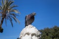 Statue and a Pigeon