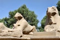 Statue of Ram Headed Sphinx in Karnak Temple, Luxor, Egypt Royalty Free Stock Photo