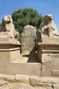 Statue of Ram Headed Sphinx in Karnak Temple, Luxor, Egypt Royalty Free Stock Photo