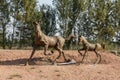 A statue of running horses