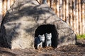 Statue of small gray wolfs in cave standing