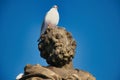 Statue of St. Jude Thaddeus on Charles bridge, Prague. Royalty Free Stock Photo