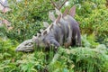 Statue of a stegosaurus dinosaur in front of the Gallery of Paleontology and Comparative Anatomy in Paris, France