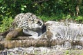 Reclining Stone Buddha Statue Iconographic