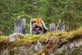 Statue of a traditional troll in Norway Royalty Free Stock Photo