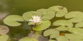 Statue of turtle on top of a large stone Royalty Free Stock Photo