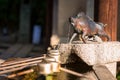 Statue of wild boar guardian at japanese temple Royalty Free Stock Photo