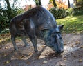 Statue of wild boar