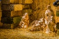 Statues in a Christmas Nativity scene