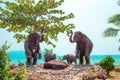 Statues of elephants by the sea in the tropics