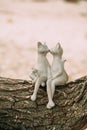 Statues of kissing cats sitting on a log tree Royalty Free Stock Photo