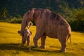 Statues Of Mammoths. Prehistoric animal models, sculptures in the valley Of the national Park in Baconao, Cuba.