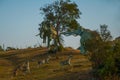 Statues Of Mammoths. Prehistoric animal models, sculptures in the valley Of the national Park in Baconao, Cuba.