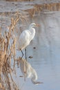 A statuesque great erget displays its elegant plumage Royalty Free Stock Photo