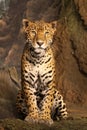 Statuesque Leopard Royalty Free Stock Photo