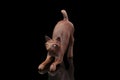 Statuette of a cat from a brown sandalwood Royalty Free Stock Photo