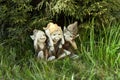 Statuette of elves not hearing not seeing not talking in the grass