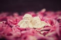 Statuette of two antique little lovely angels of the gypsum on the black stone background with pink peony flower petals. Vintage L