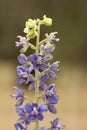 Staverridderspoor, Lice-Bane, Delphinium staphisagria Royalty Free Stock Photo