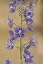 Staverridderspoor, Lice-Bane, Delphinium staphisagria Royalty Free Stock Photo