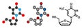 Stavudine (d4T) HIV drug molecule. Thymidine analog that blocks reverse-transcriptase