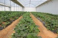 Stawberries Greenhouse Royalty Free Stock Photo