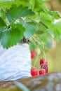 Stawberry fuit Royalty Free Stock Photo
