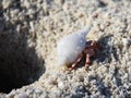 Stawberry hermit crab Royalty Free Stock Photo