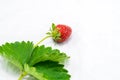 Stawberry with leaves on white