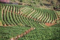 Stawberry plantation farm field in angkhang