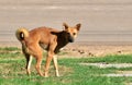 Stay dog after excrete on green grass beside country road in morning Royalty Free Stock Photo