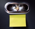 Stay home; Scared kitten locked quarantined in his house Royalty Free Stock Photo
