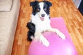 Stay Home Stay Safe. Funny dog border collie practicing yoga lesson with gym ball indoor. Puppy doing yoga asana pose on pink yoga
